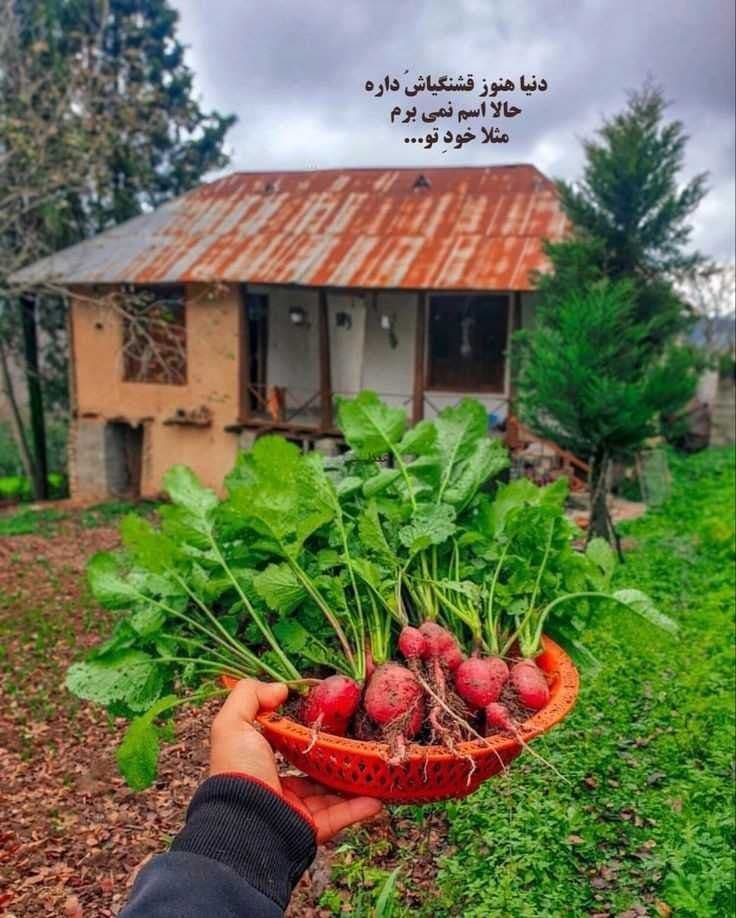 سبزی و تربچه 