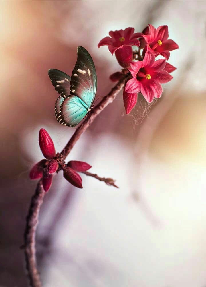 شکوفه بهاری