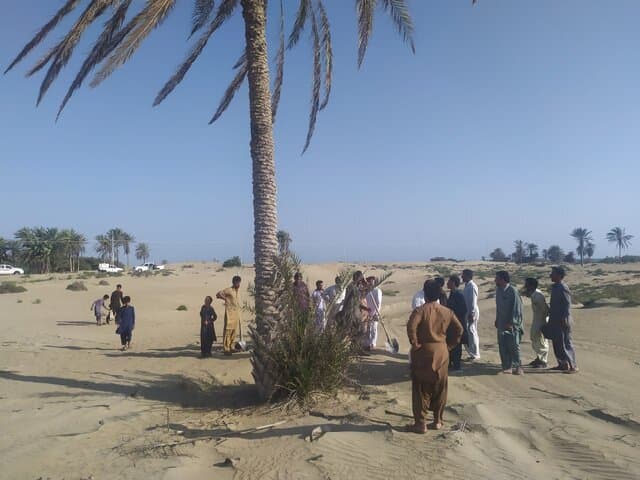 تصاویری از جایگزینی تک نخل ساحل دَرَک