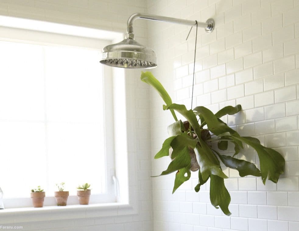 سرخس شاخ گوزنی بیفورکاتوم