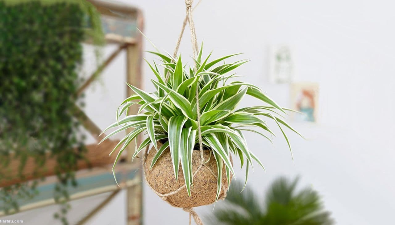 گیاه گندمی یا عنکبوتی