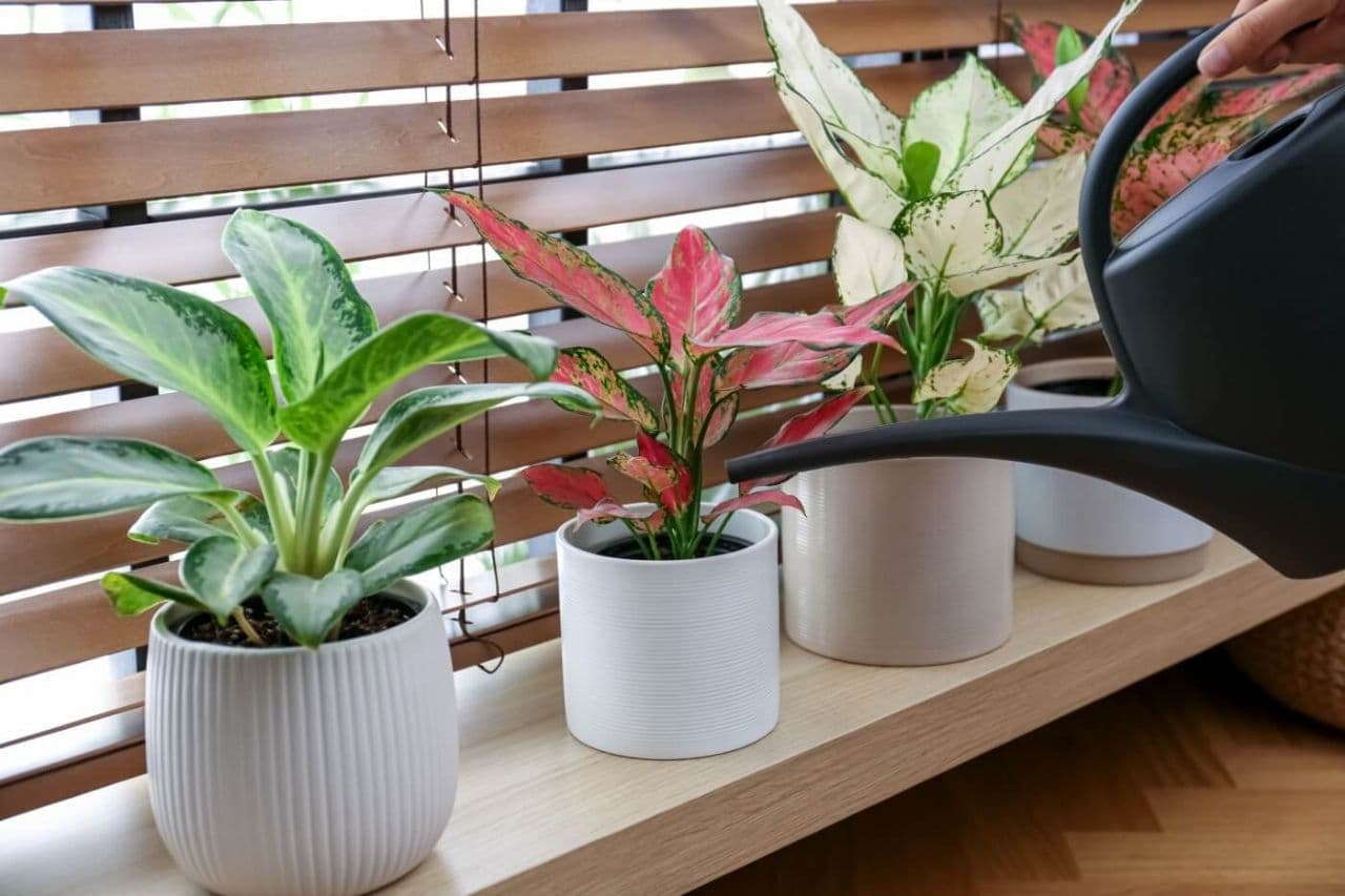 گیاه آگلونما یا نخشید 