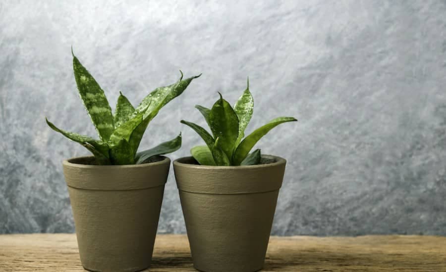 گیاه سانسوریا 