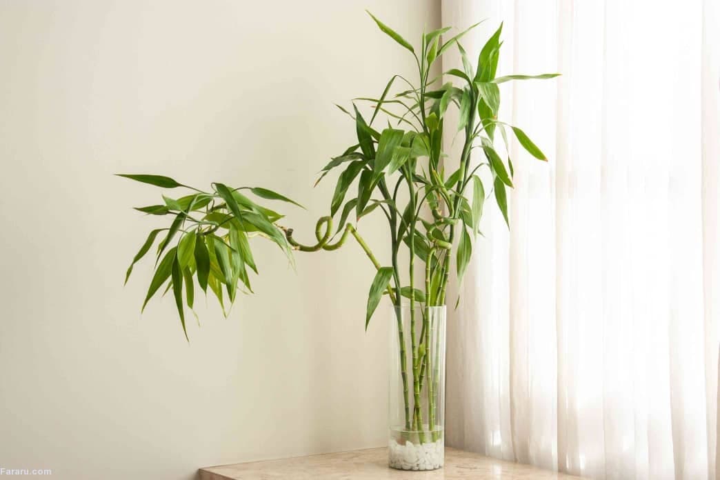 گیاه بامبو 