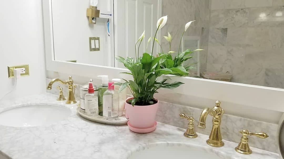 گیاه چمچمه‌ای یا زنبق صلح