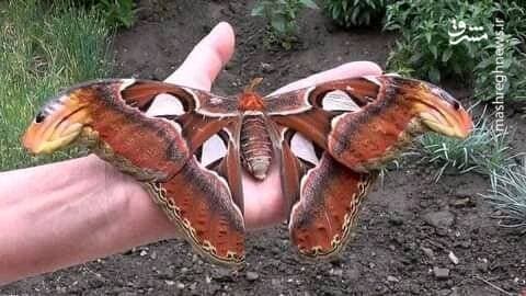 پروانه‌ای شبیه مار