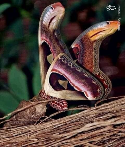 پروانه‌ای شبیه مار