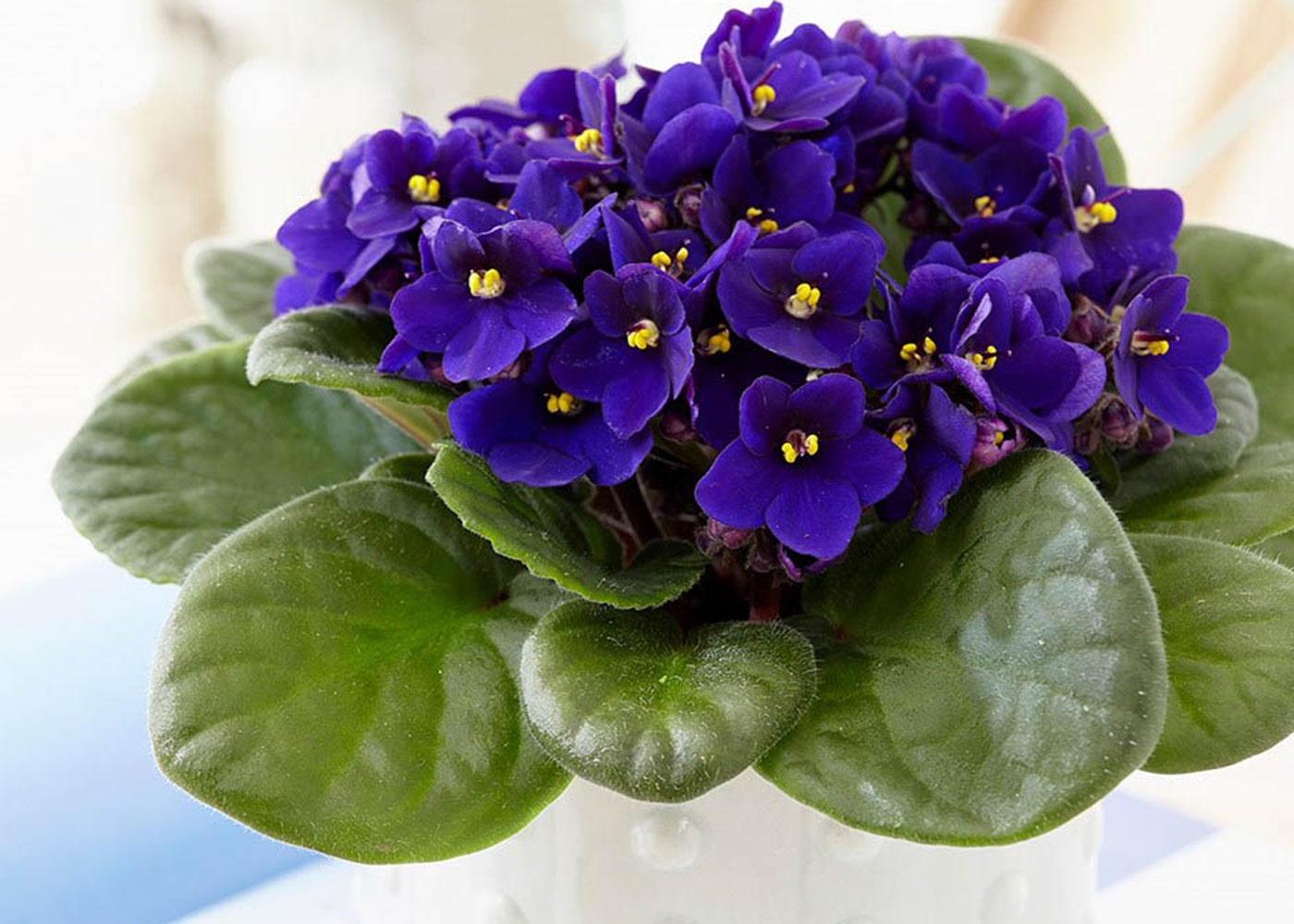 ۸ گل جادویی برای سلامت پوست