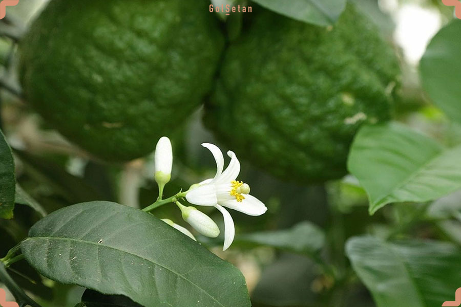 ۸ گل جادویی برای سلامت پوست