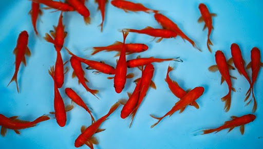 نکاتی مهم در نگهداری ماهی قرمز سفره هفت سین