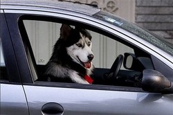 حضور جنجالی سگ خانگی در یک خودرو دولتی + فیلم