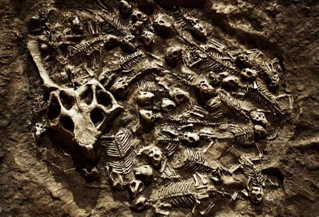 اطلاعاتی جالب از ۶ فسیل دایناسور‌