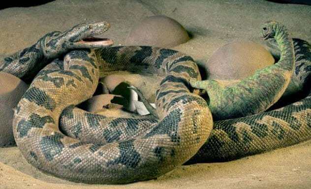 اطلاعاتی جالب از ۶ فسیل دایناسور‌