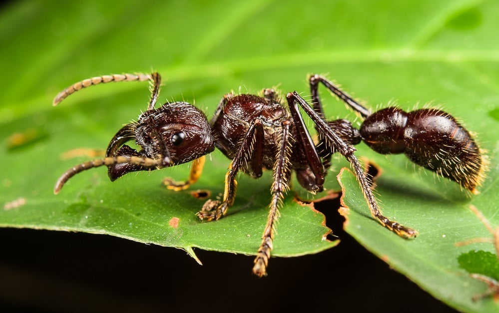 همه چیز درباره نیش حشرات خطرناک بدانید! همه چیز درباره نیش حشرات خطرناک بدانید!