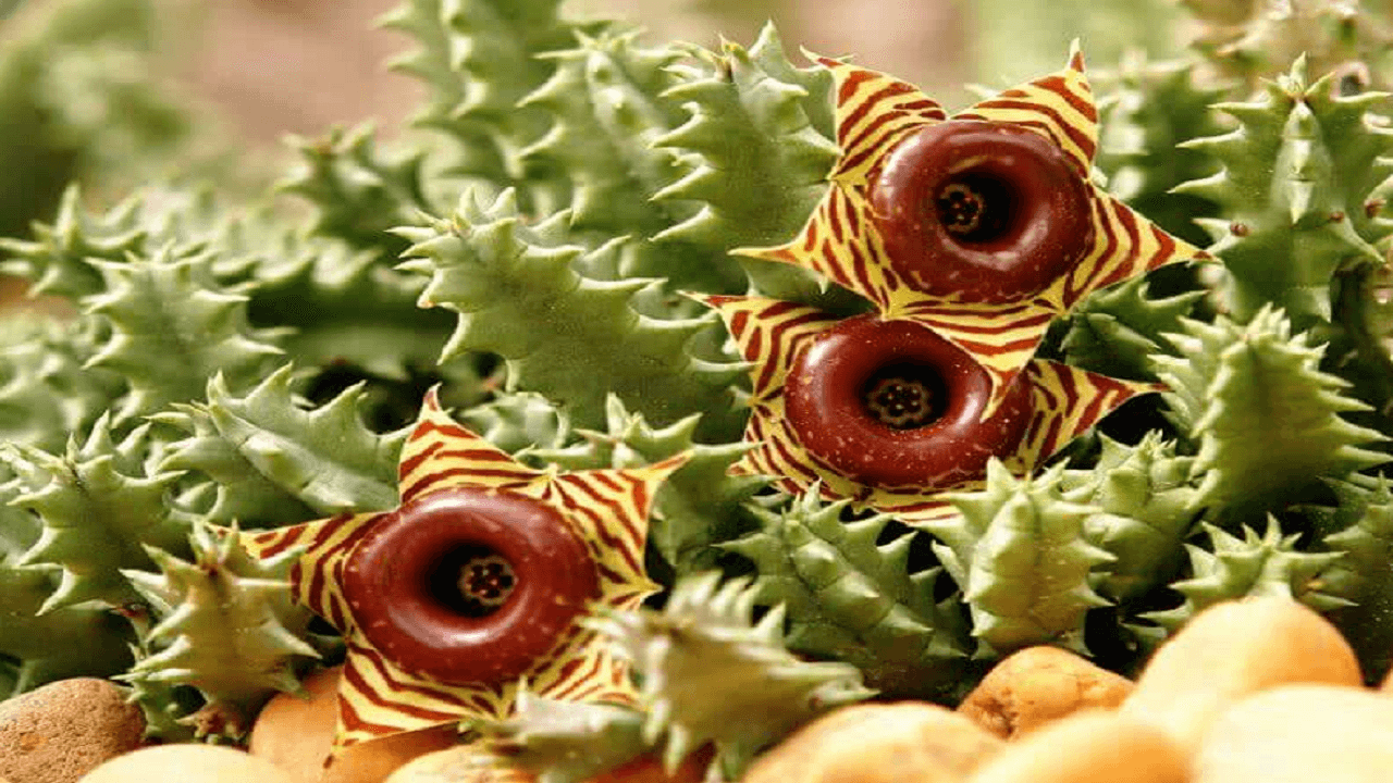 گیاه نجات دهنده زندگی