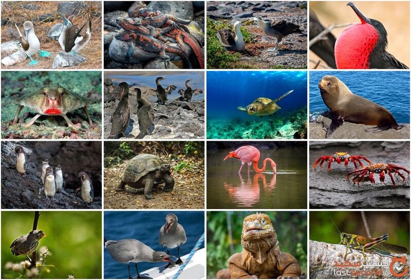گالاپاگوس