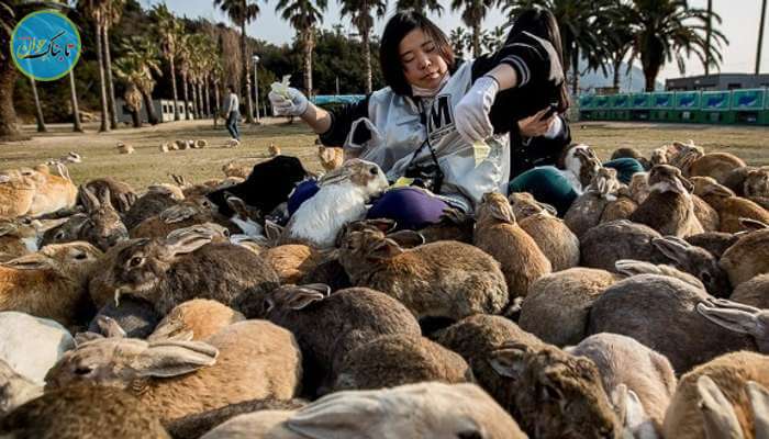 جزیره unkunoshima یا جزیره خرگوش، ژاپن