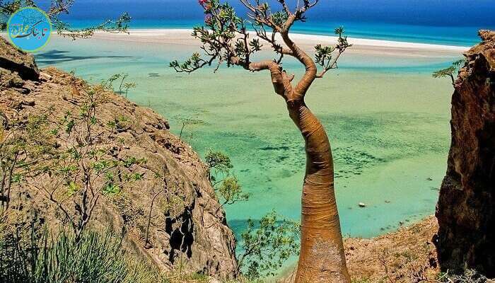 جزیره سقطرا، یمن