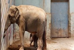 تولد نخستین بچه فیل آسیایی در پارک ارم