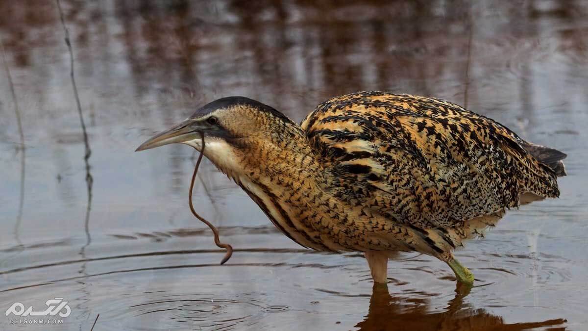 بوتیمار بزرگ