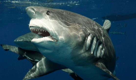 غواصی کنار یک کوسه گاوی