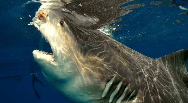 غواصی کنار یک کوسه گاوی