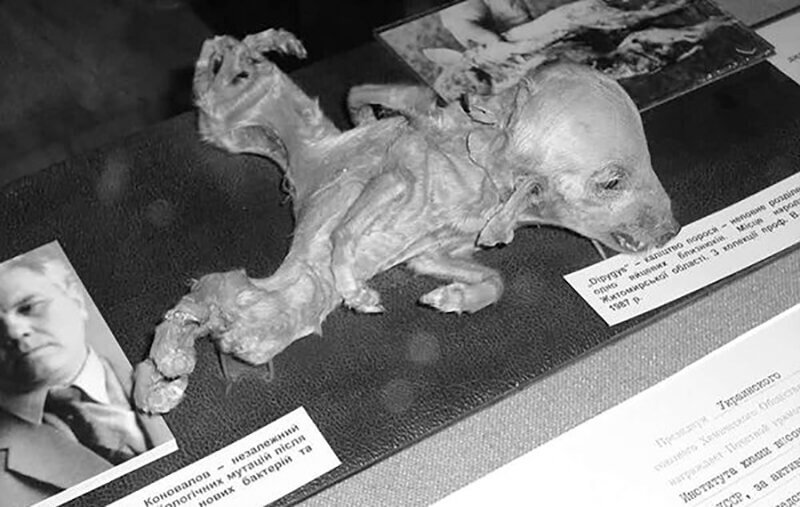 آثار فاجعه چرنوبیل