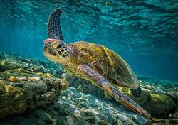 چرت زدن لاکپشت در اعماق اقیانوس+ فیلم