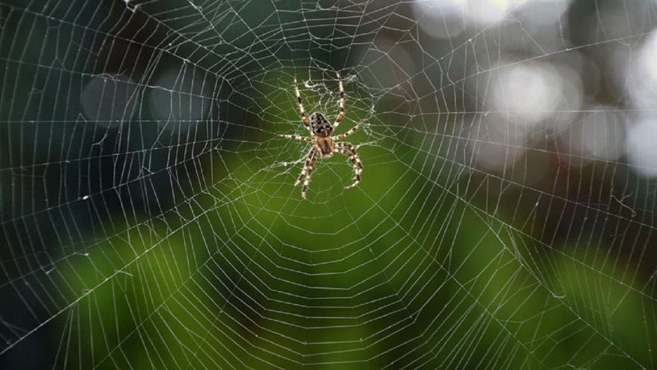 عنکبوت