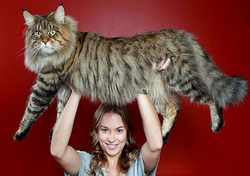 مینکون،عجیب ترین گربه دنیا!+فیلم