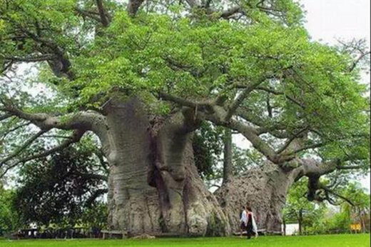 درخت کهنسال