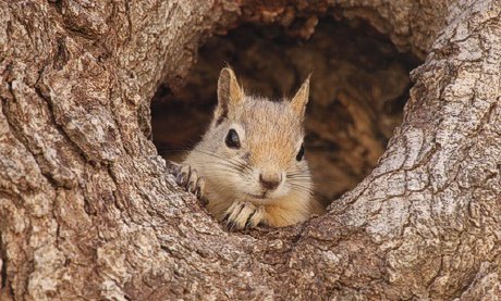 سنجاب درختی