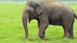 لحظات نفسگیر نجات یک فیل در آستانه سقوط + فیلم
