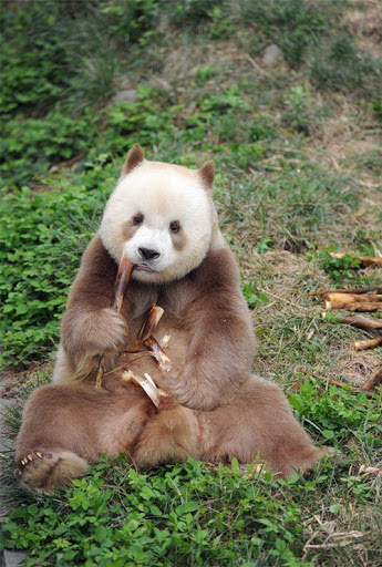 پاندای قهوه ای 