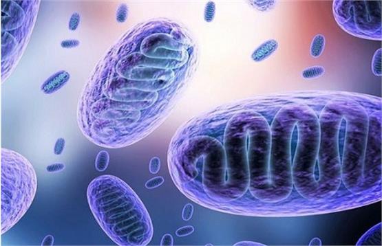 همه چیز درباره بیماری عفونی قارچ سیاه همه چیز درباره بیماری عفونی قارچ سیاه