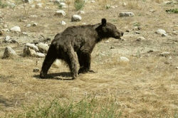کمک به توله خرس نالان‌ در کوه‌های زاگرس + فیلم