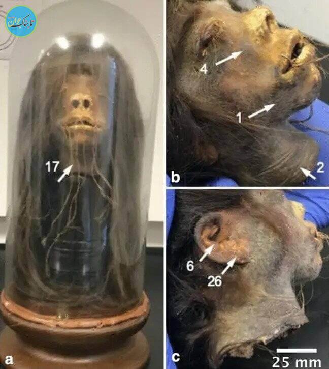 استفاده از سر واقعی جنگجوی آمازون در برنامه کمدی