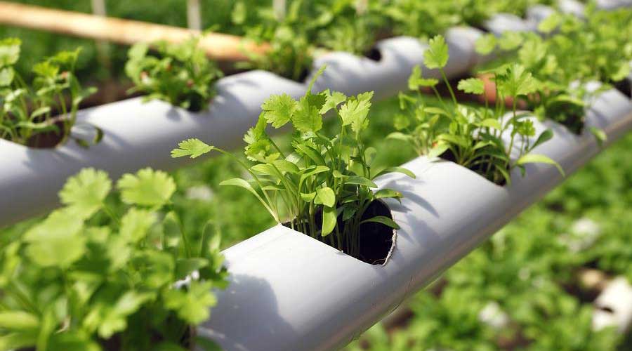 ۱۲ ایده ساده برای داشتن گلخانه کوچک خانگی