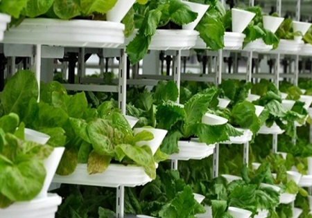 ۱۲ ایده ساده برای داشتن گلخانه کوچک خانگی