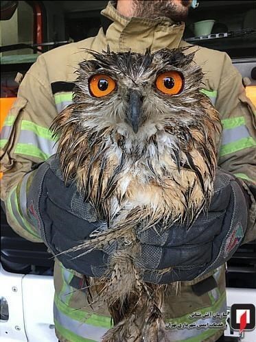 صید جغد زیبا در خیابان اقدسیه + تصاویر