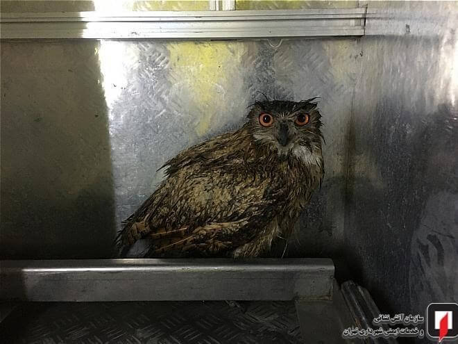 صید جغد زیبا در خیابان اقدسیه