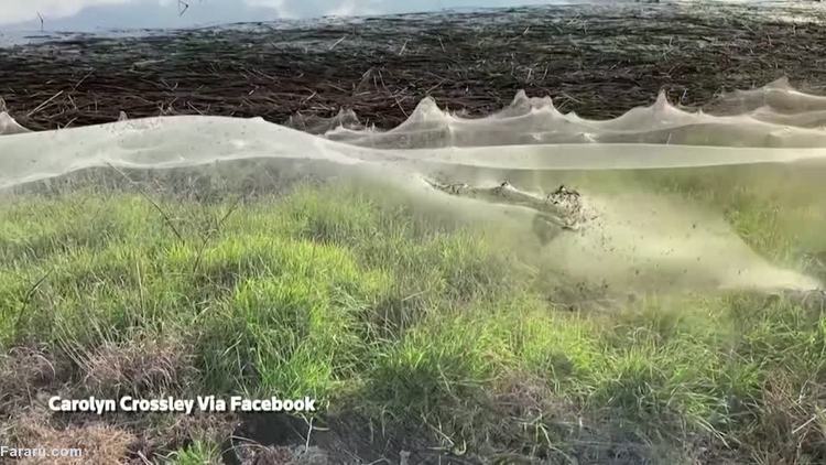 تارهای عنکبوت 