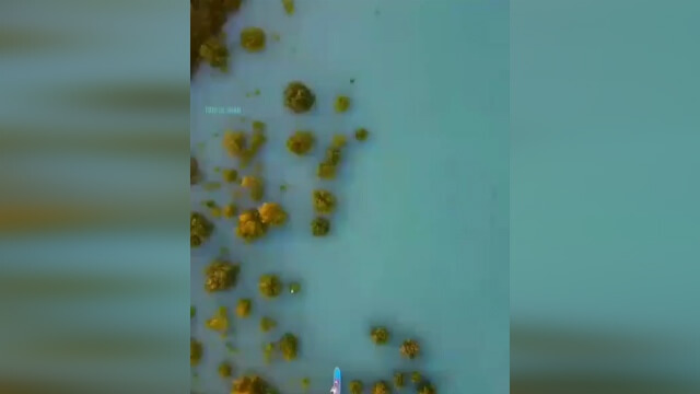 جنگل حرا