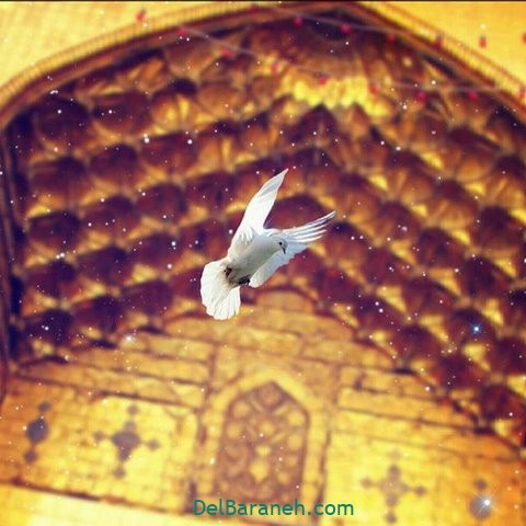 متن و استوری تبریک ویژه ولادت امام رضا (ع) ۱۴۰۰