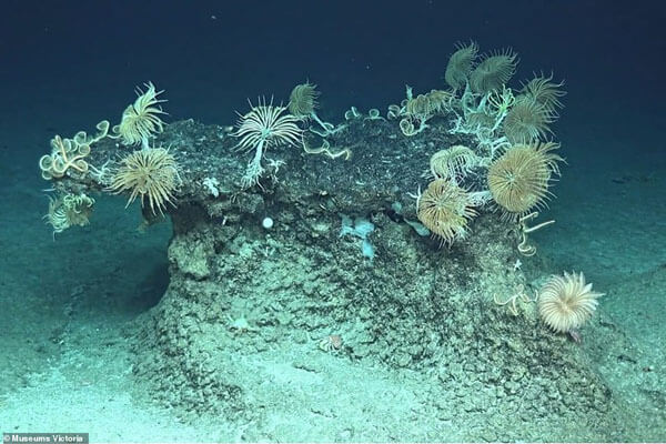 کشف موجودی عجیب در اعماق اقیانوس