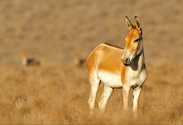 گورخر ایرانی