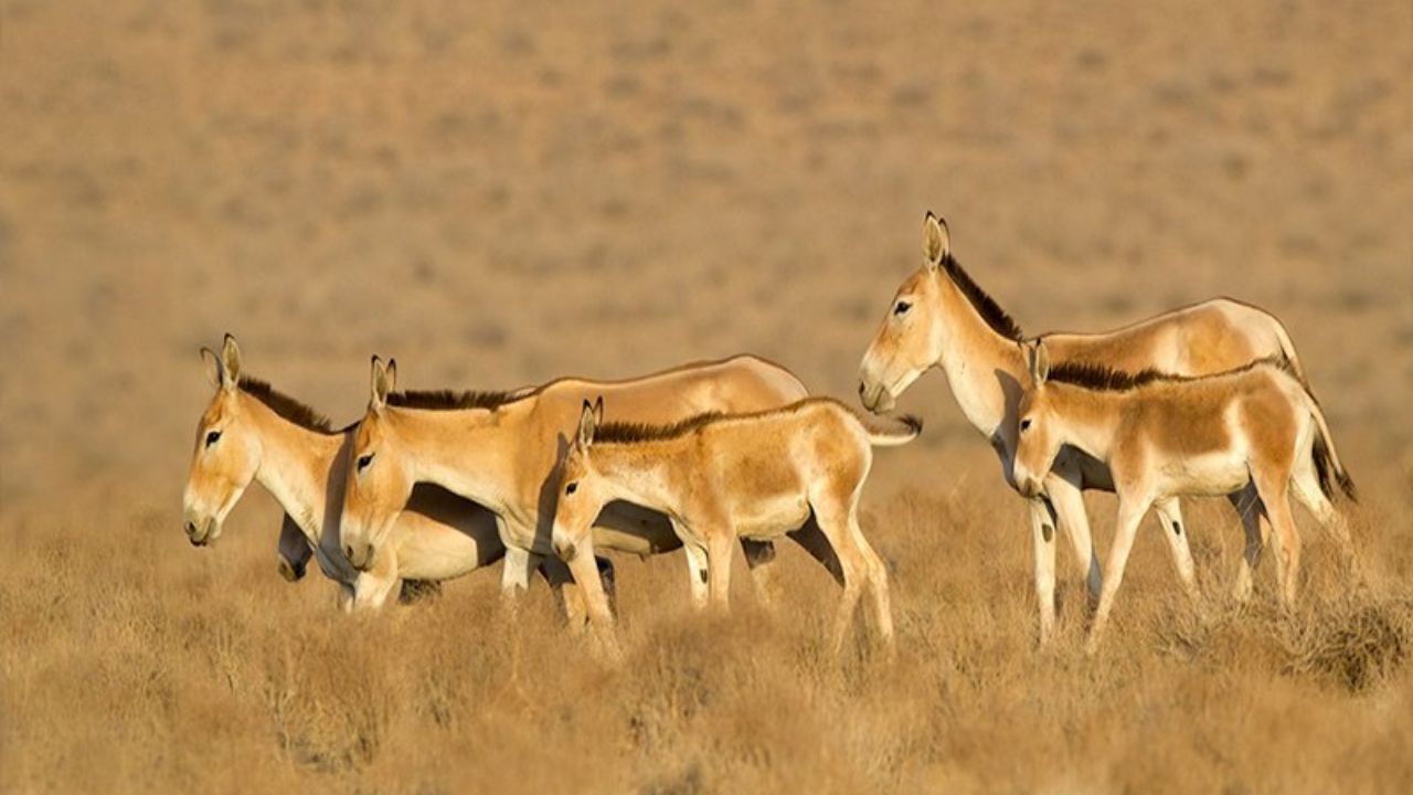 گورخر ایرانی