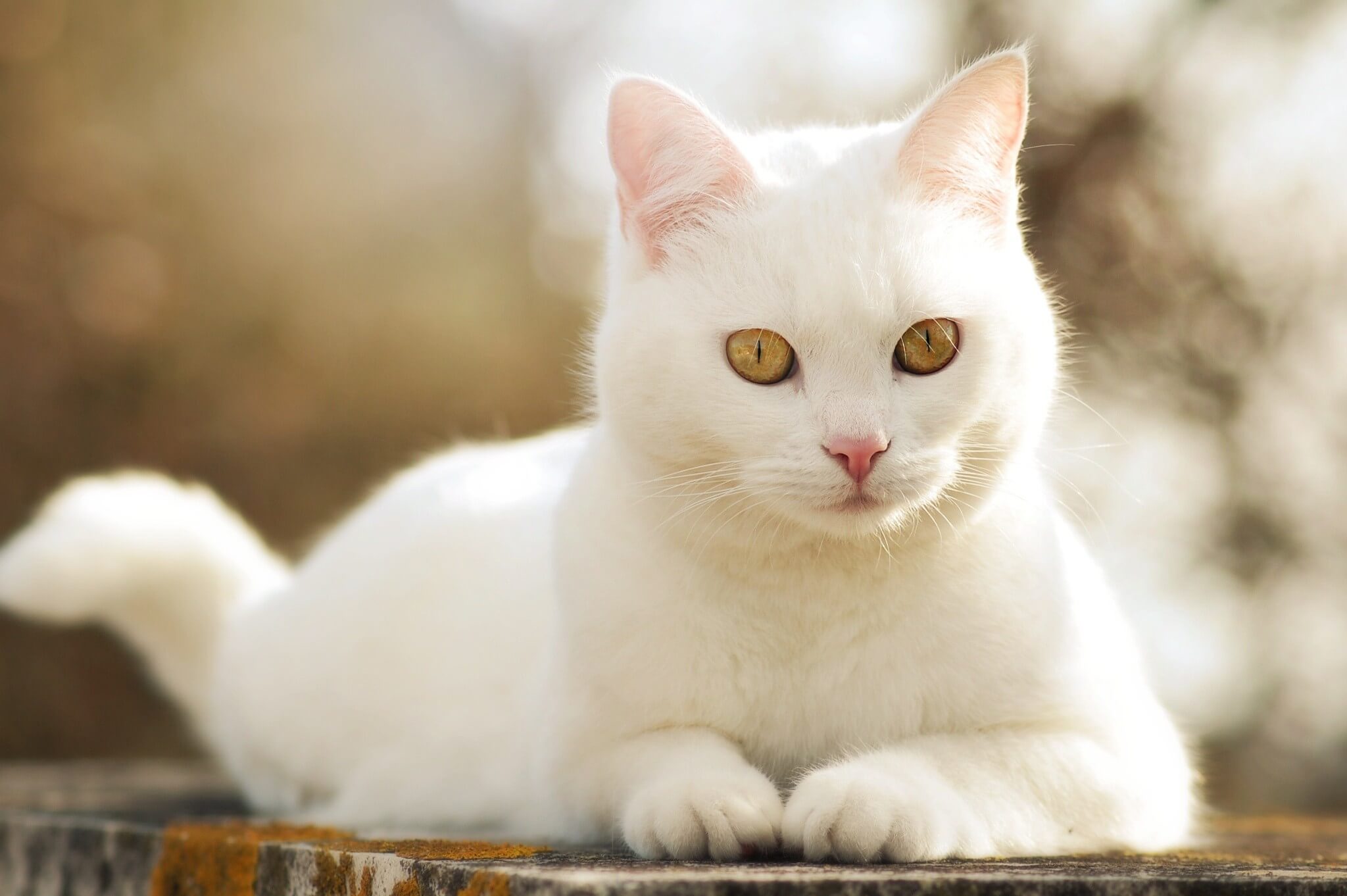 گربه سفید