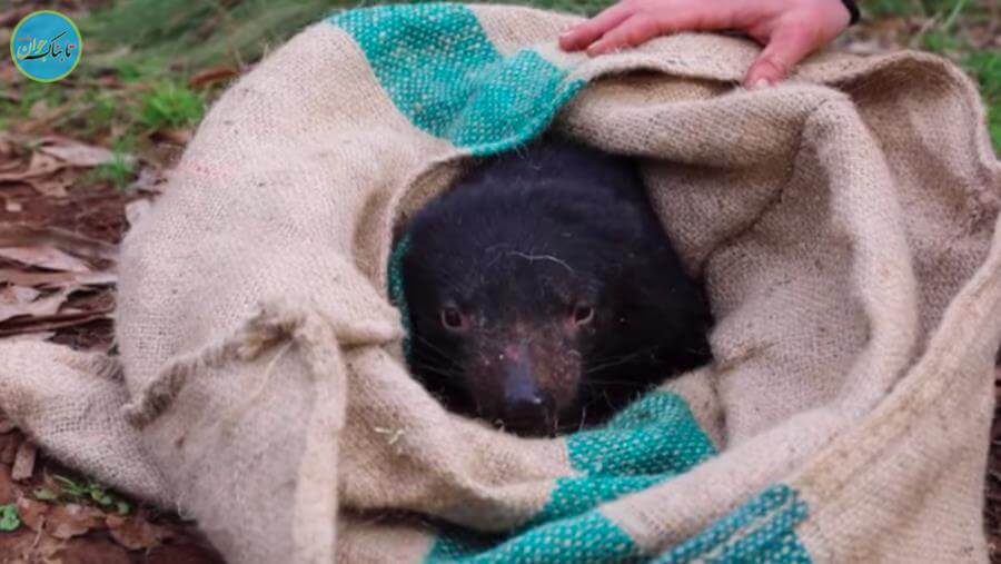 شیطان تاسمانی