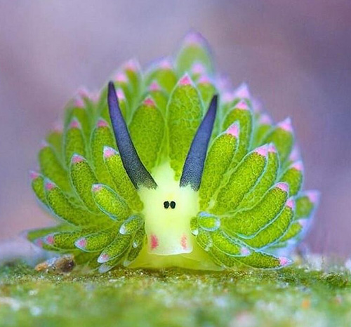 گوسفند دریایی